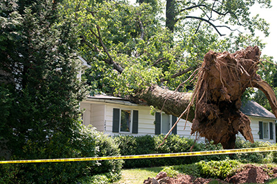 Monmouth County Tree Removal Service Protects Property