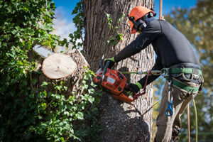 Monmouth county tree removal service professional removing large limbs from a tree while wearing a hard hat, headphones, and a harness